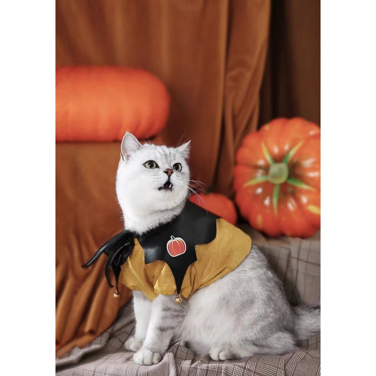 Cat sitting in the orange and black pumpkin imp cape