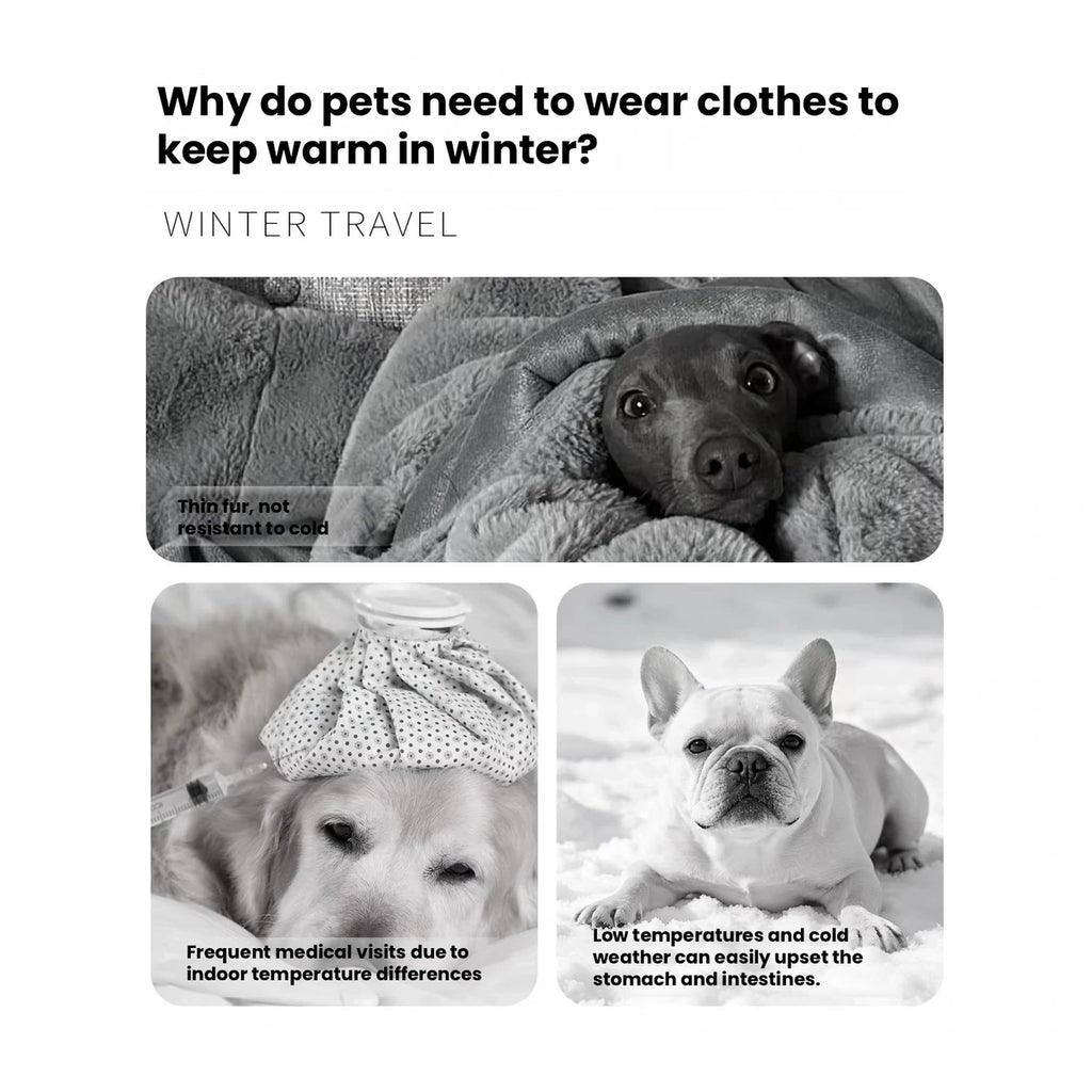 Dog winter clothing illustrated on cold-weather pets