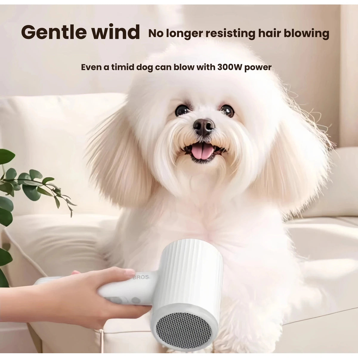 Small white dog being dried with handheld dryer