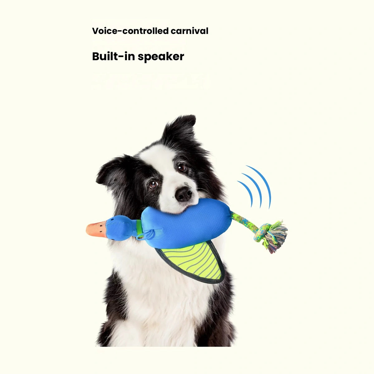 Qzee dog tug toy: dog holding blue squeaky tug toy