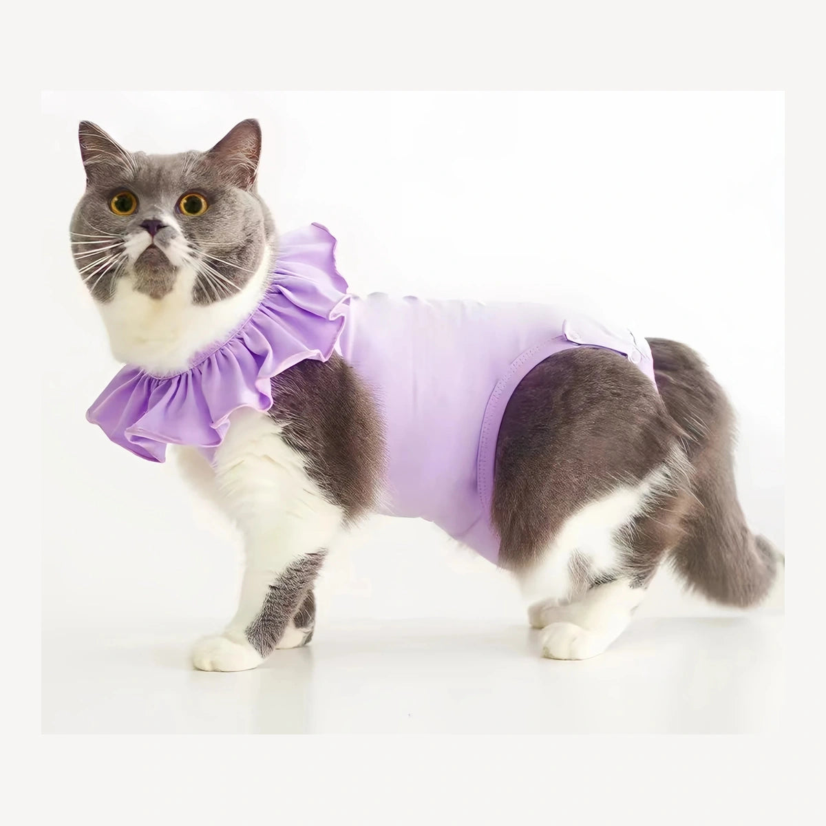 Cat wearing a purple Meoof recovery-style suit
