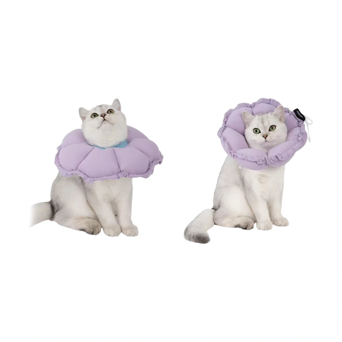 HiDREAM soft cat collars in blue and purple