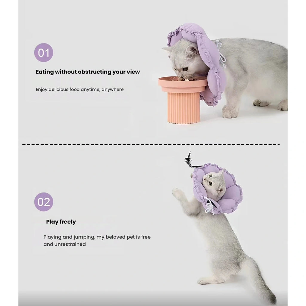 Cat wearing purple HiDREAM collar beside bowl