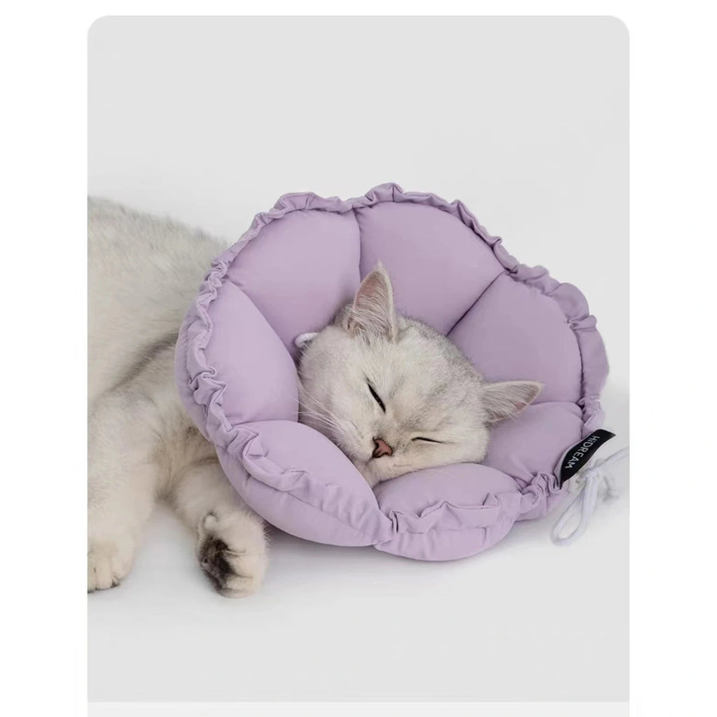 Cat resting inside purple HiDREAM collar