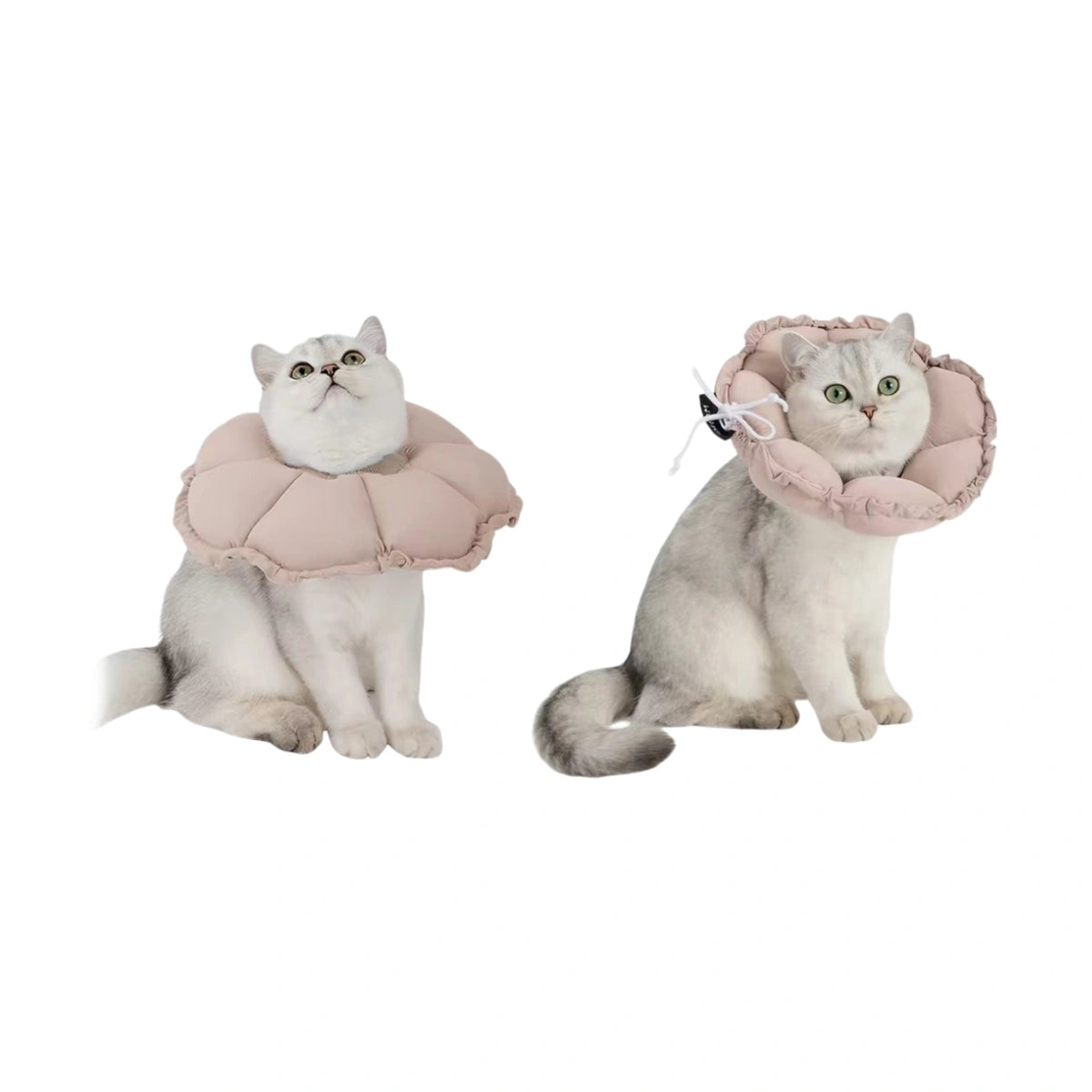 Cats wearing pink HiDREAM collar