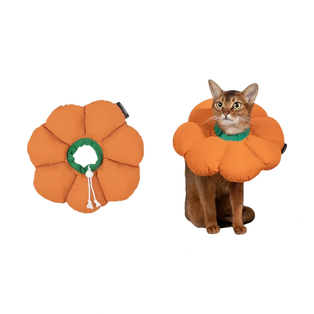 Orange HiDREAM flower collar on a cat