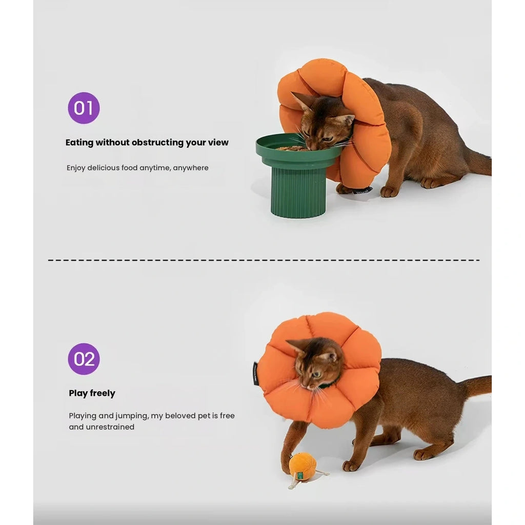 Cat using a bowl while wearing orange flower collar