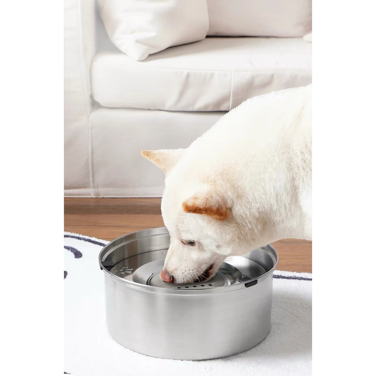 White dog drinking from the POPOCOLA floating bowl