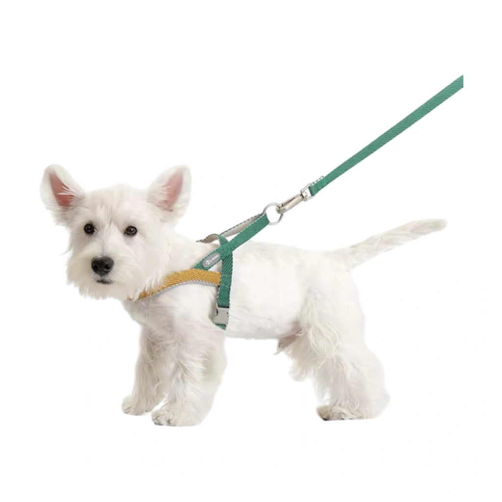 Small dog wearing the green Toteamo saddle-style harness with matching lead