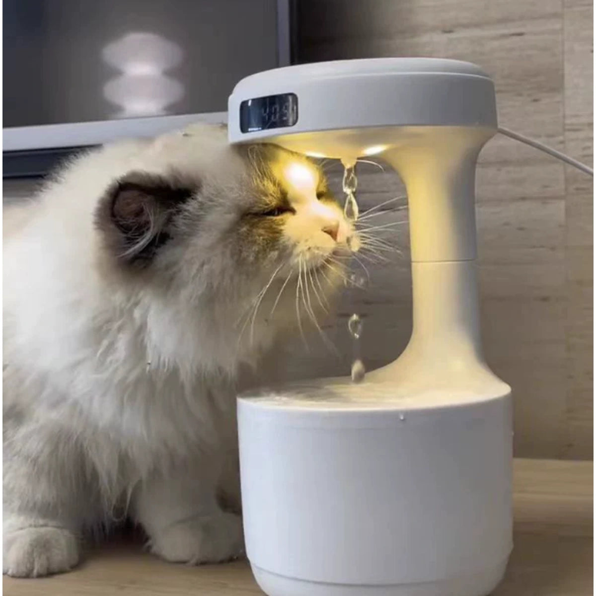 Cat drinking from the anti-gravity water fountain
