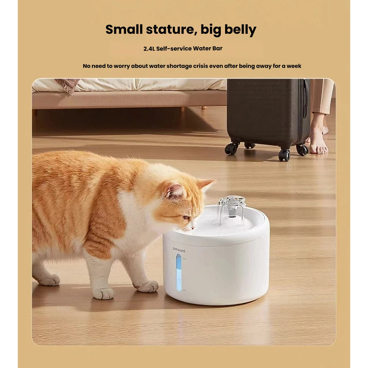 Ginger cat beside the Petwant fountain with its 2.4-litre capacity shown