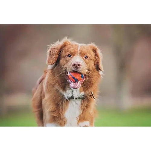 Brown dog holding an orange and blue Chuckit ball outdoors