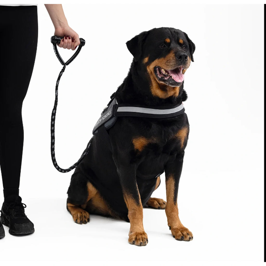 Rottweiler beside a person holding an EzyDog Cujo lead