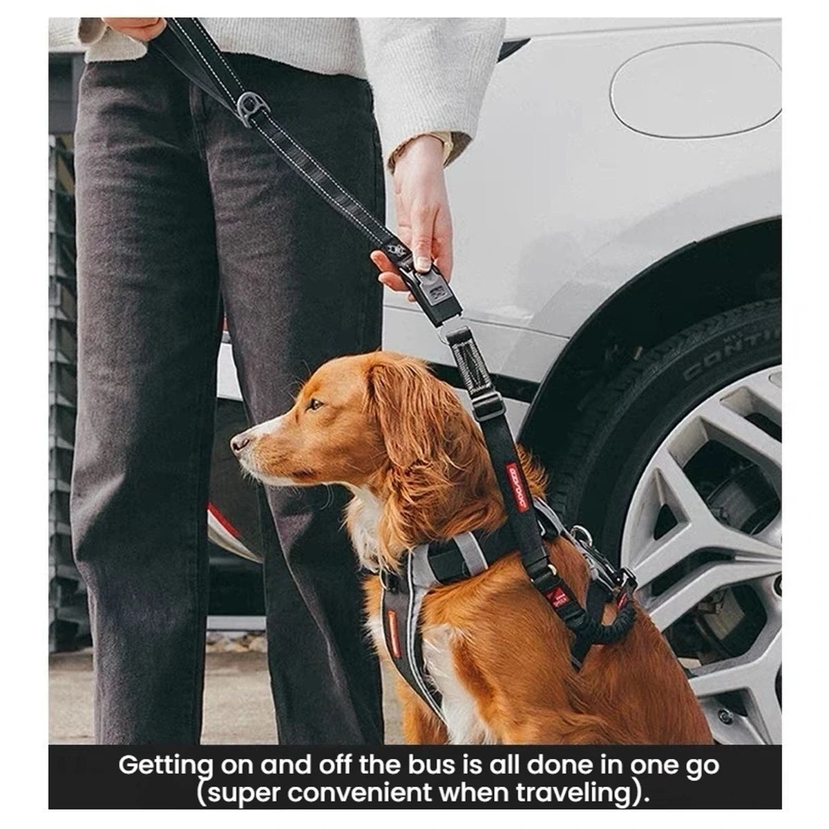 Person connecting an EzyDog Click Leash to a dog seat belt attachment beside a car