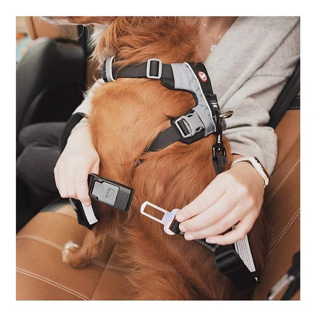 Dog wearing a harness while a person holds its seat belt attachment