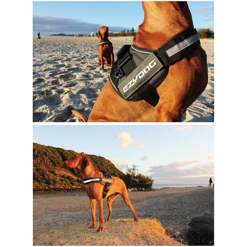 Two outdoor views of a dog wearing the EzyDog Convert harness