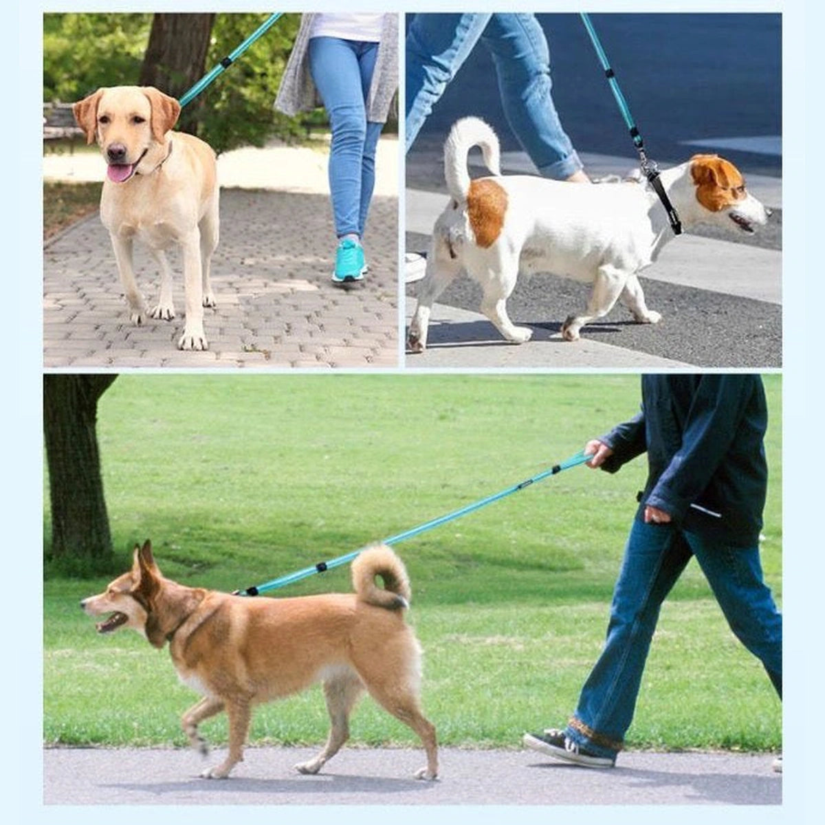 DOGNESS quick-release leash used on everyday dog walks