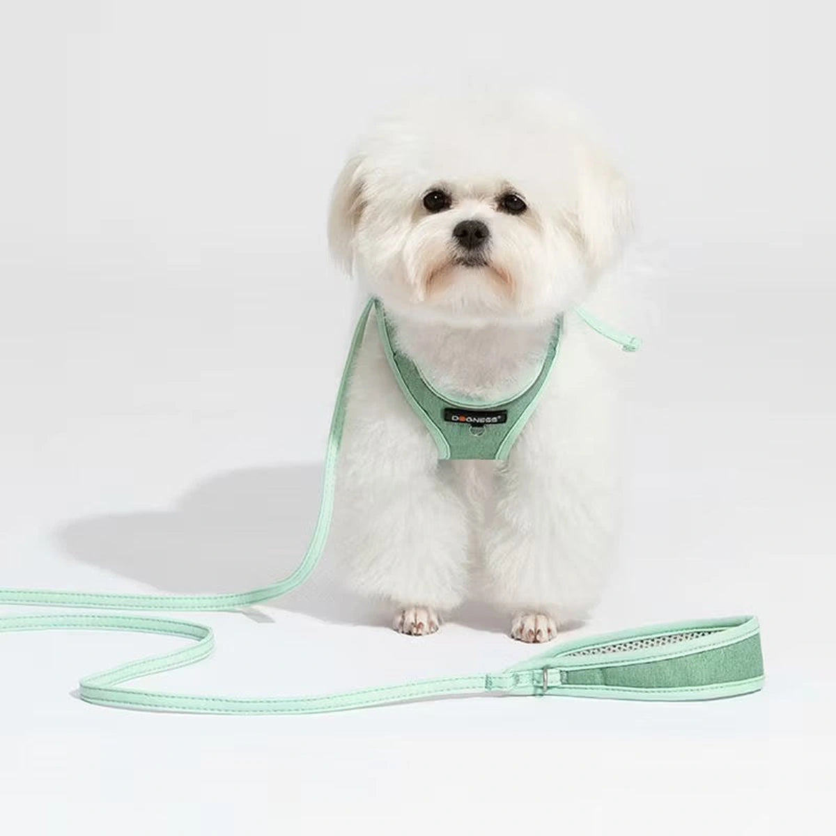 Small dog beside the green DOGNESS harness and leash set