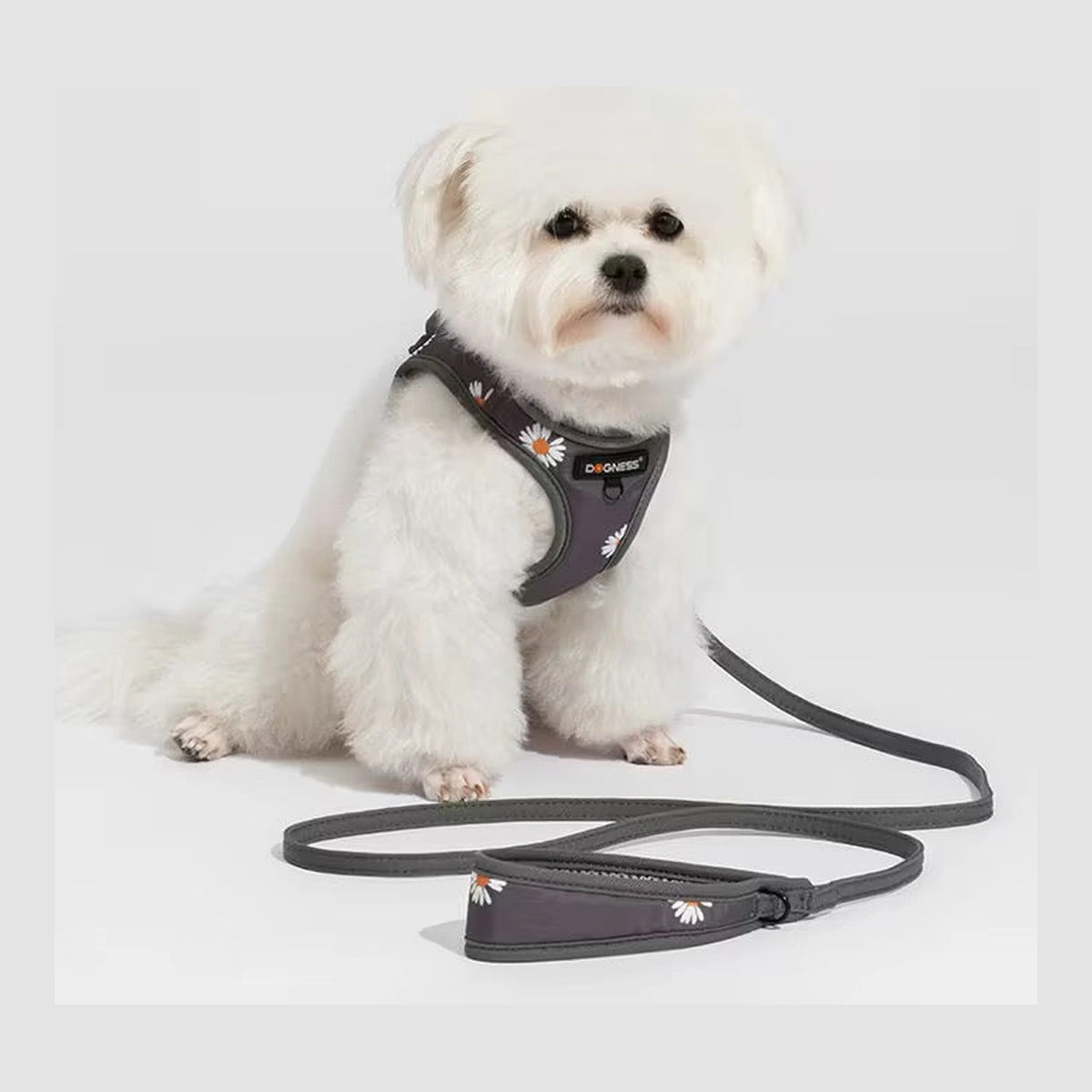 Small dog wearing the grey DOGNESS harness and leash set