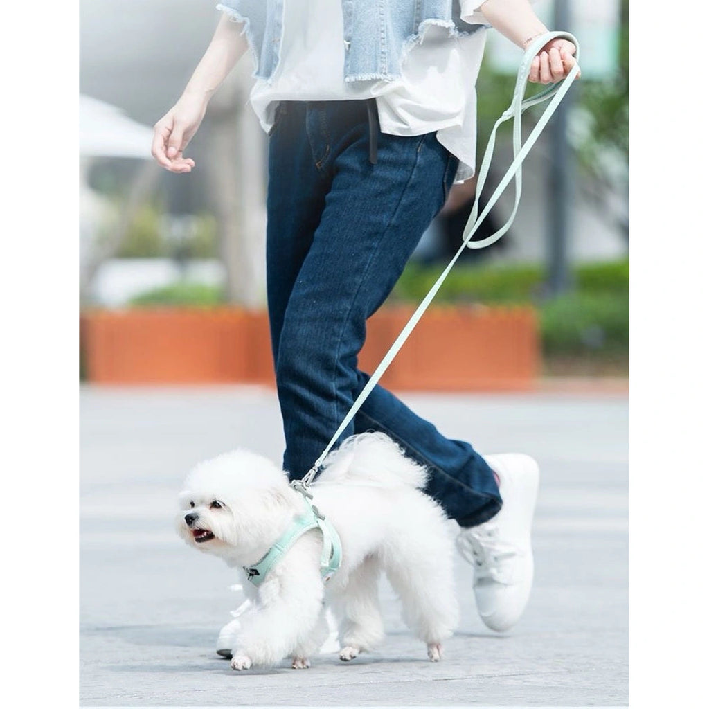 Small dog walking in the DOGNESS all-in-one harness set