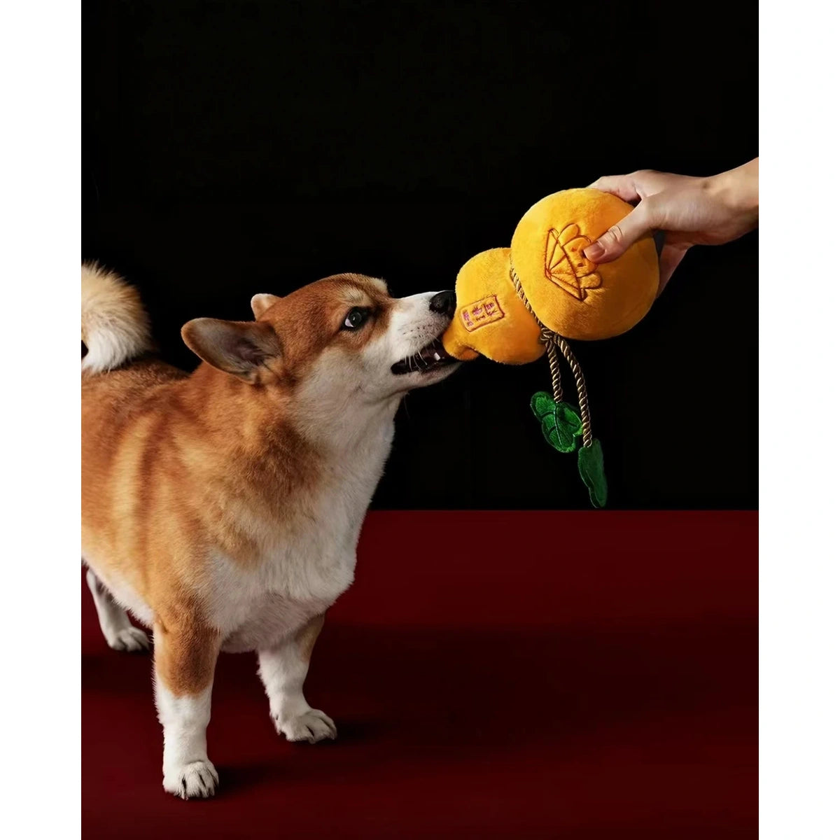 Small dog taking a Petstar gourd plush toy from a hand